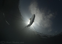 Trout in sunburst. Capernwray. D200, 10.5mm. by Derek Haslam 